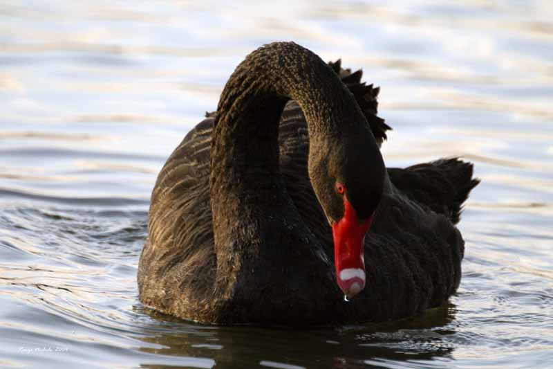 Cigno reale - Cygnus olor  &  Cigno nero - Cygnus atratus